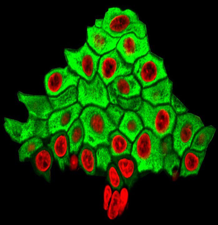 Cells