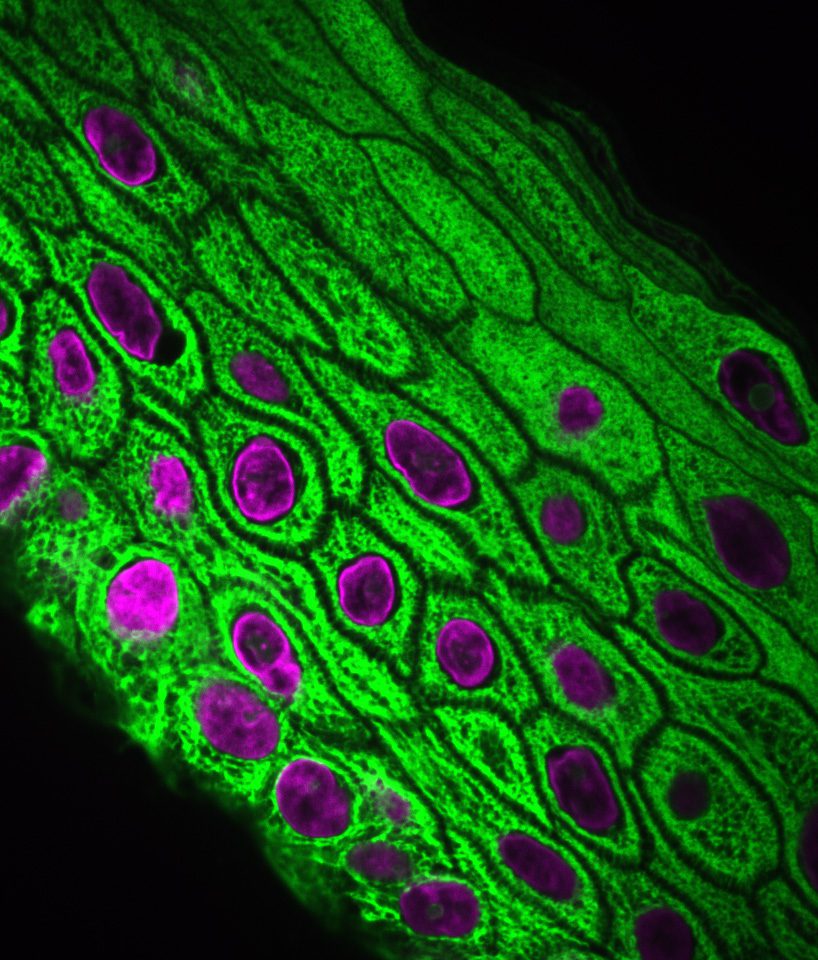Cells