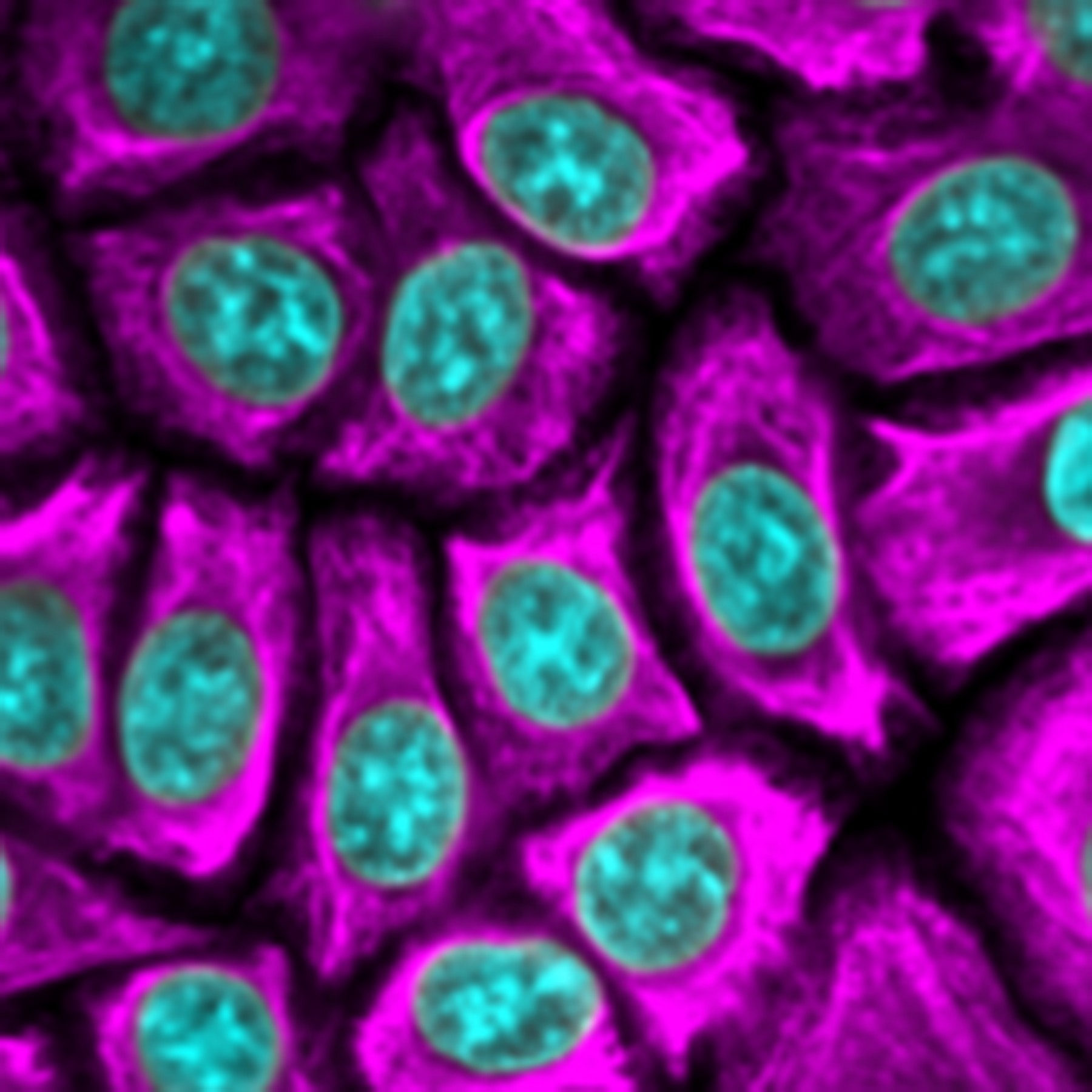 Image of keratinocytes